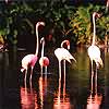 Flamencos en el litoral norte de Camaguey